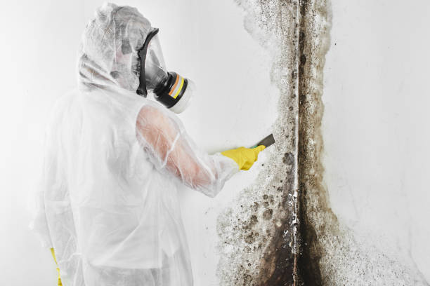 Office Mold Removal Services in South Brooksville, FL