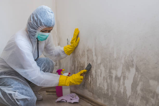 Best Water Damage Restoration  in South Brooksville, FL