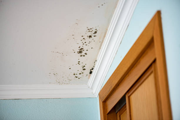 Best Black Mold Removal  in South Brooksville, FL