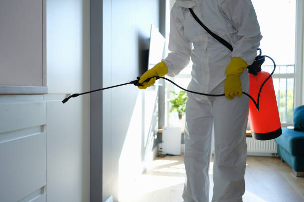 Best Commercial Mold Removal  in South Brooksville, FL
