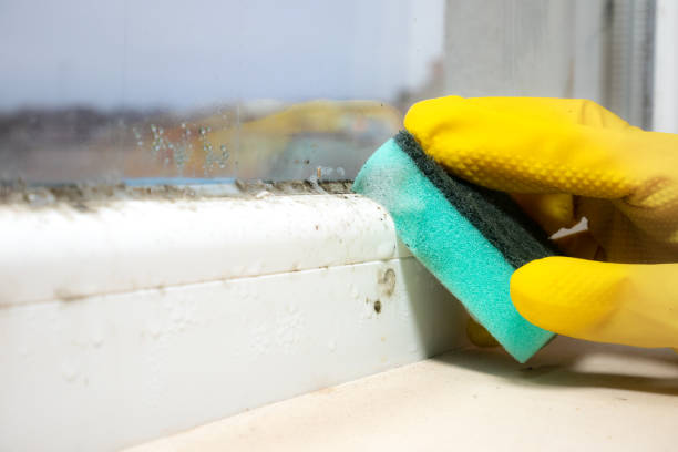 Best Residential Mold Removal  in South Brooksville, FL