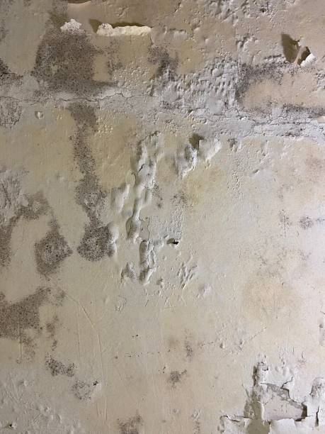 Best Local Mold Removal Service  in South Brooksville, FL