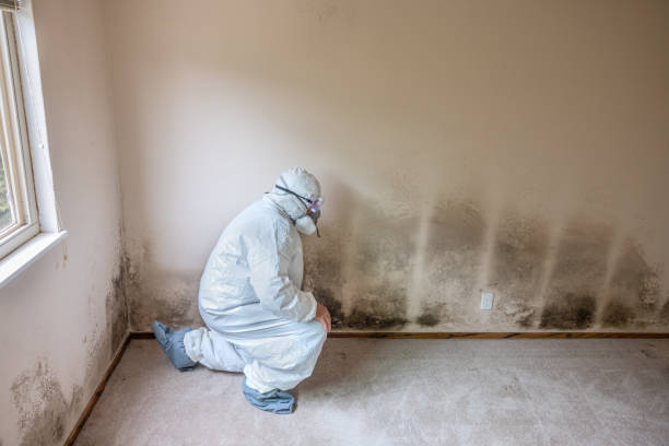 Best Toxic Mold Removal  in South Brooksville, FL