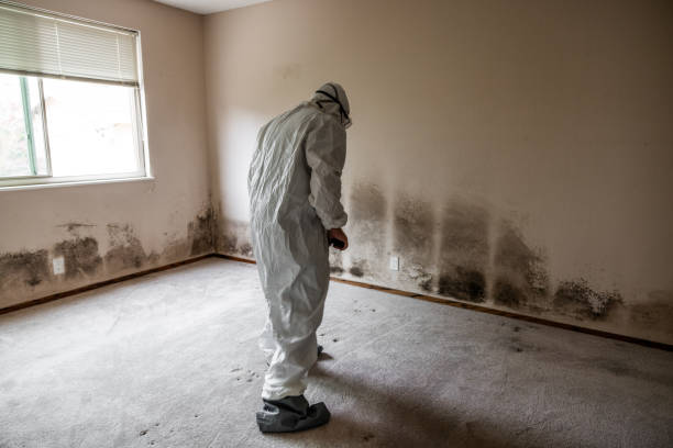 Best Mold Removal Company Near Me  in South Brooksville, FL