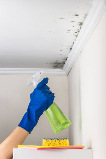 Best Certified Mold Removal  in South Brooksville, FL