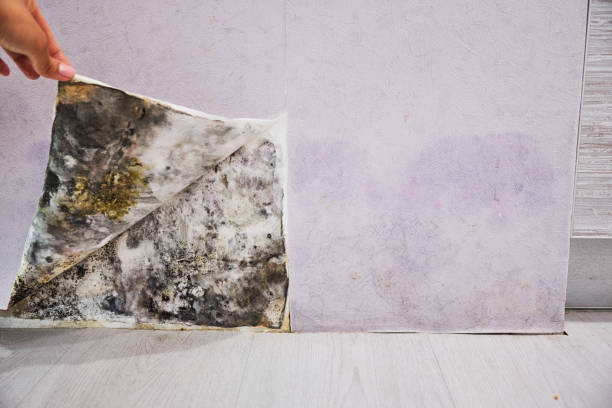 Best Fast Mold Removal  in South Brooksville, FL